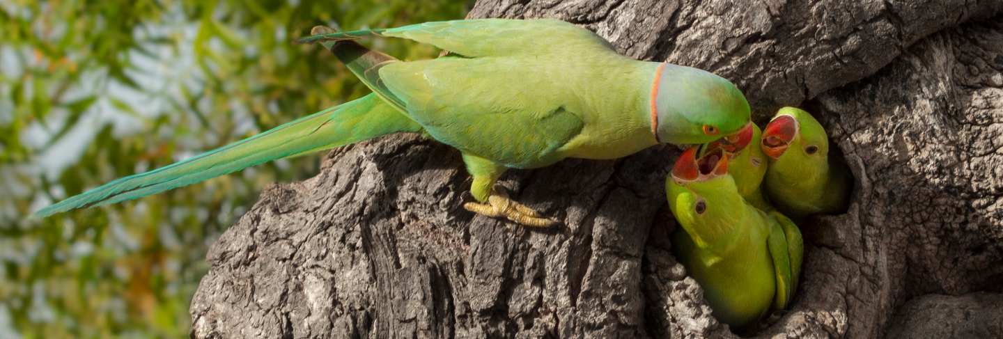 Parrot feeding little
