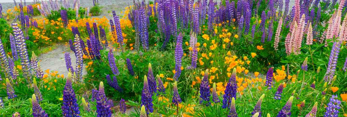 Landscape at lake tekapo lupin field in new zealand 
