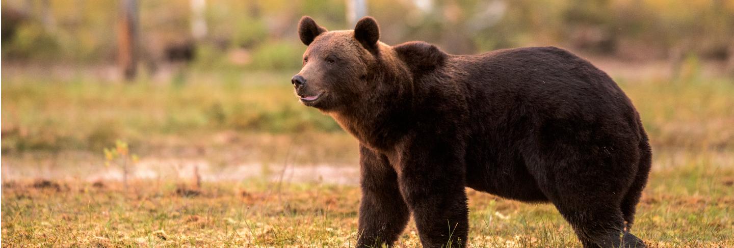 Brown bear walking in beautiful evening light
