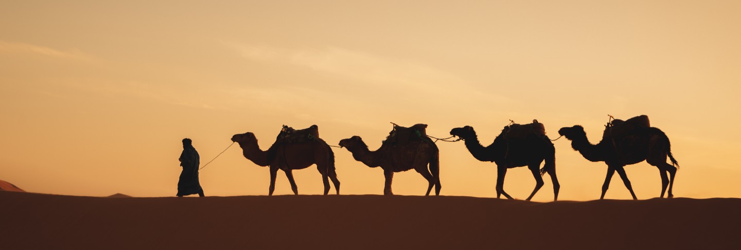 Four camels in a row walking in a dune with a sunrise light in the back
