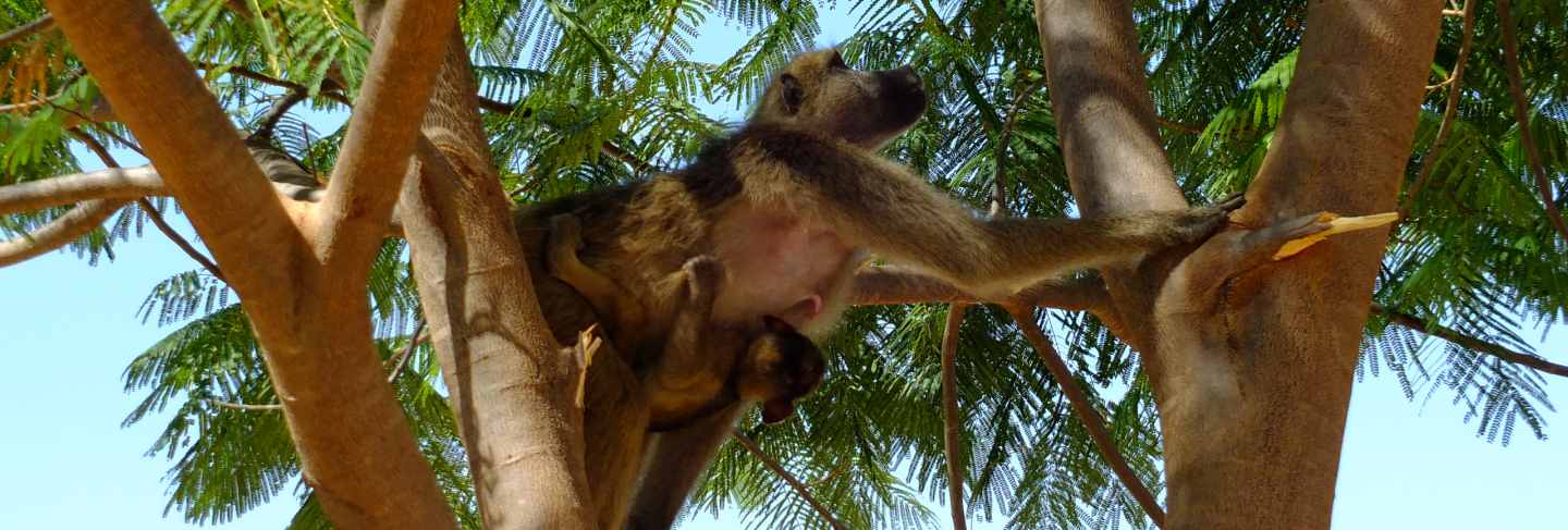 The monkey in livingstone, zimbabwe 
