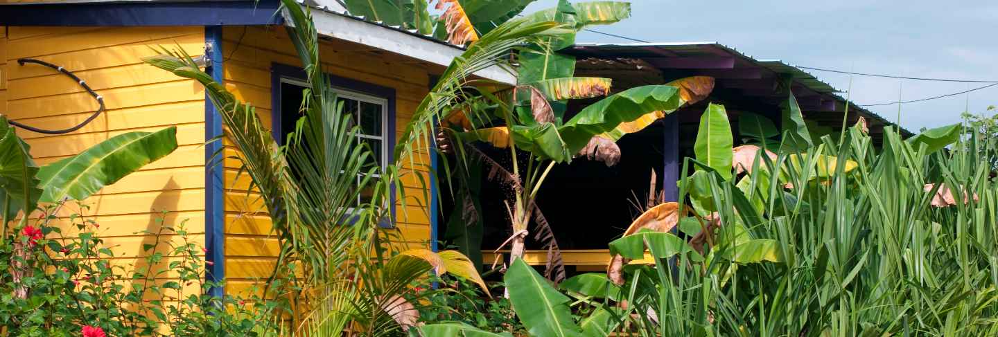 Placencia, plants
