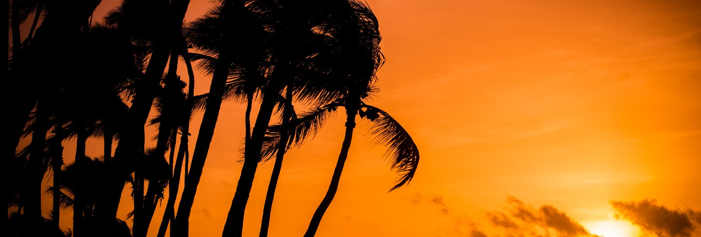 Sunrise with palms
