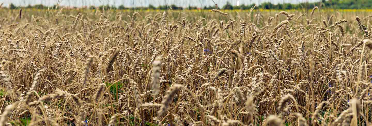 Landscape with the wheat fild in spring
