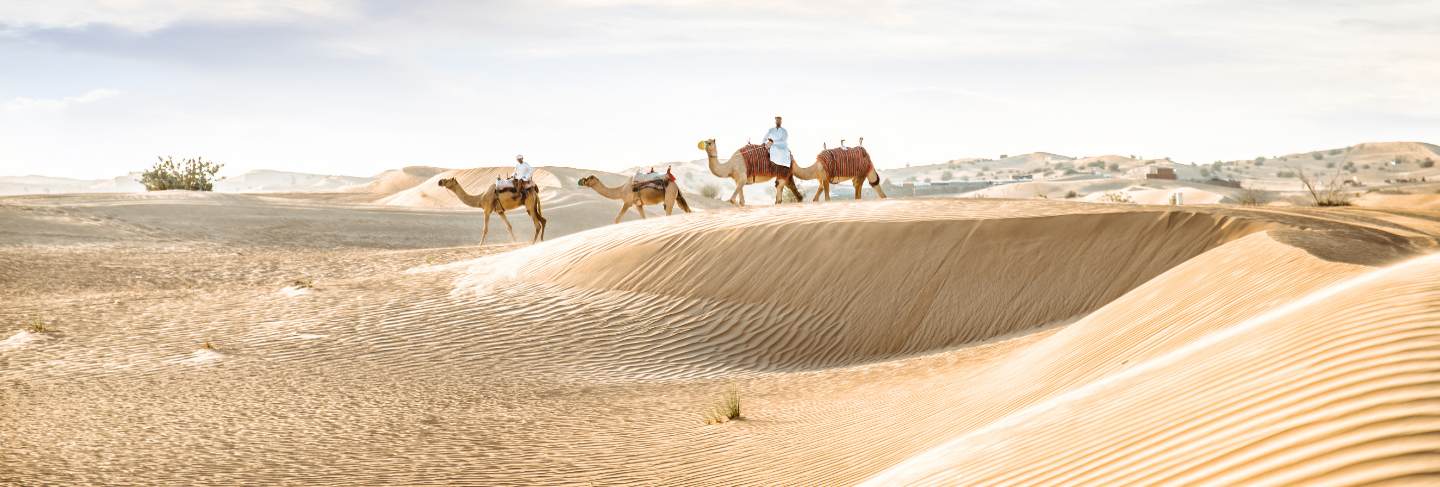 Man wearing traditional clothes, taking a camel out on the desert sand, in dubai
