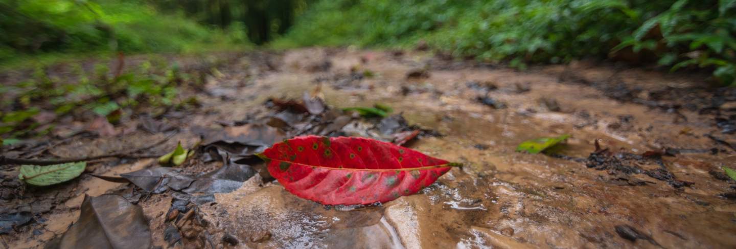The red leaves that fall in the green forest are blurred.
