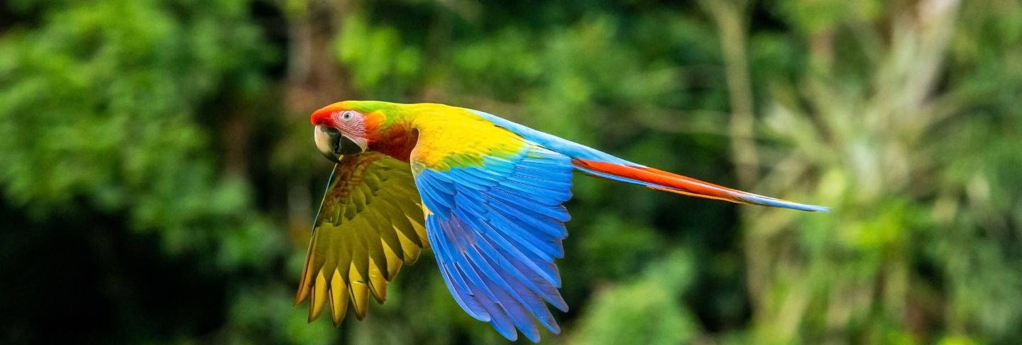 Scarlet macaw, ara macao, in tropical forest, costa rica. red bird in flight in the green jungle habitat.
