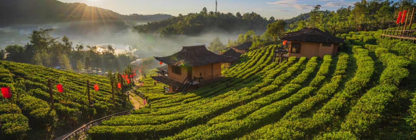 The tea plantation on nature the mountains in ban rak thai, mae hong son, thailand
