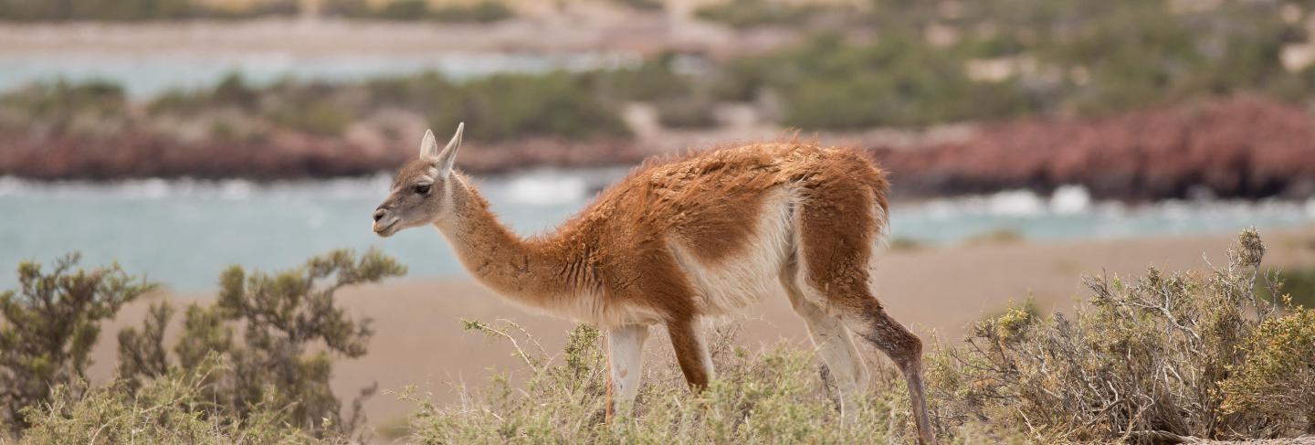 Guanaco munching 