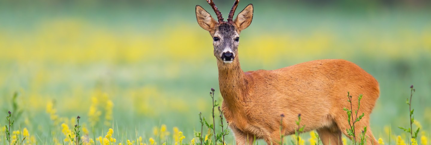 Roe deer buck facing camera on a flower covered lawn in wilderness 
