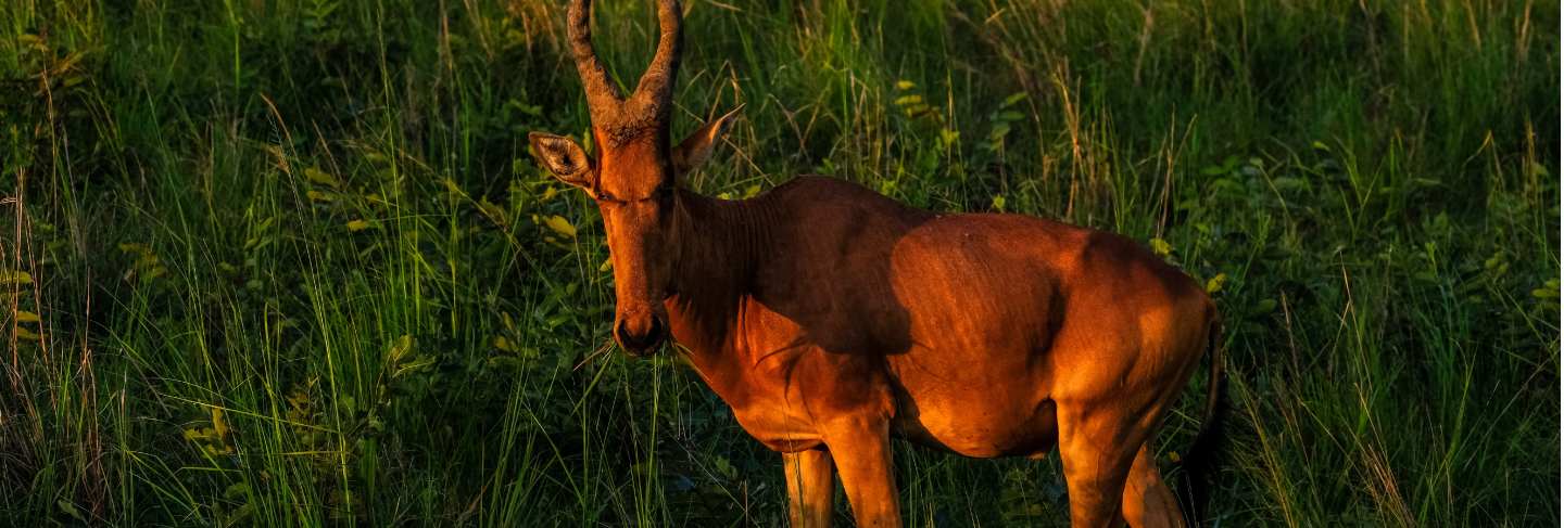 Beautiful shot of a hartebeest standing in a grassy field 
