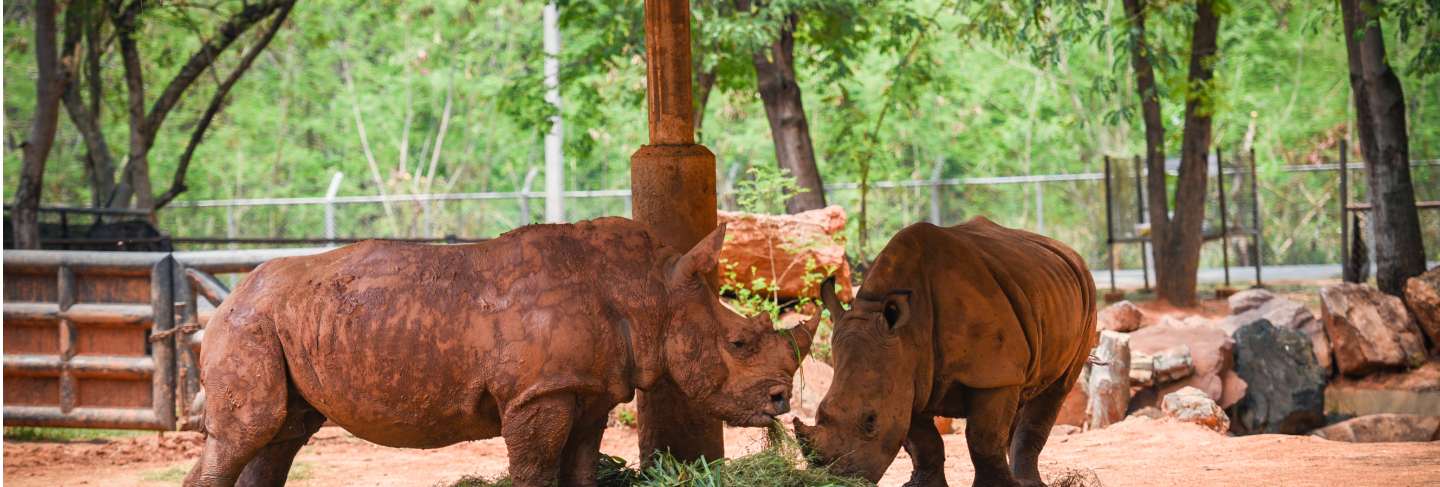Rhino farm zoo in the national park - white rhinoceros 
