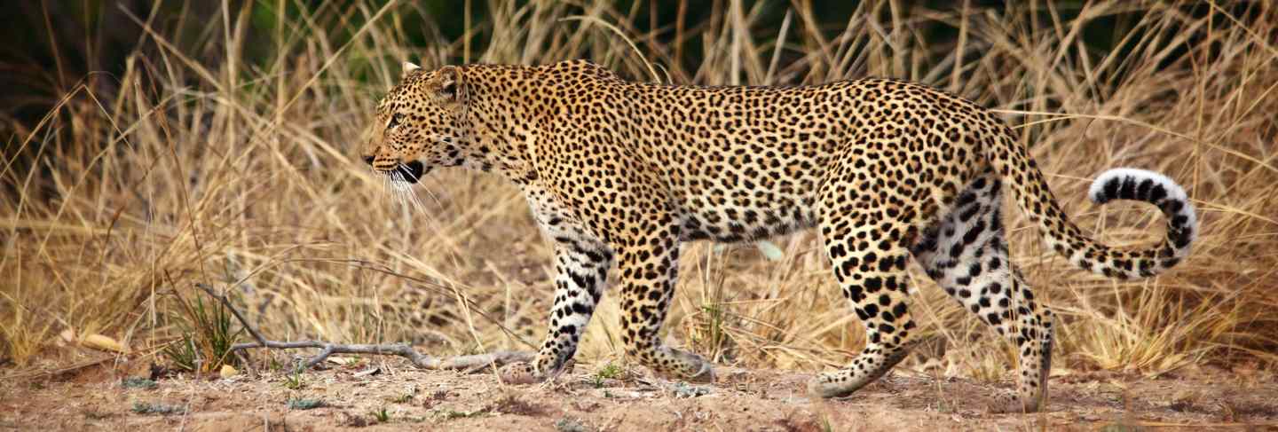Leopard portrait 
